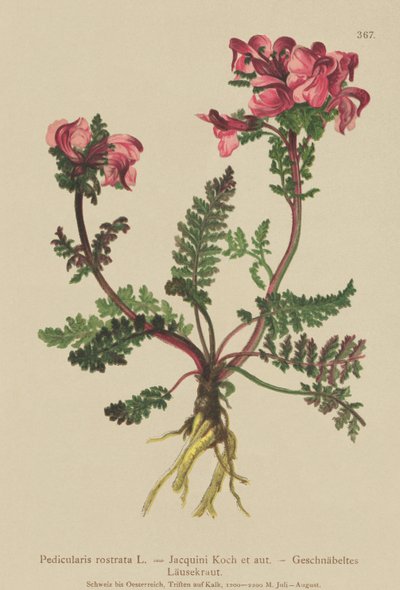 Wousewort طويلة الأنف (Pedicularis rostrata) بواسطة المدرسة الألمانية
