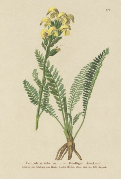طويل أصفر المنقار لوسيدورت (Pedicularis tuberosa) بواسطة المدرسة الألمانية