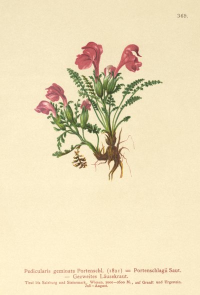 Lousewort (Pedicularis geminata ، Pedicularis Portenschlagii ، Pedicularis pumila) بواسطة المدرسة الألمانية