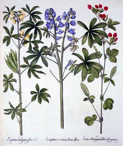 Lupins and Red Asparagus Pea ، من Hortus Eystettensis ، بقلم باسل بيسلر (1561-1629) ، حانة. 1613 (نقش يدوي) بواسطة المدرسة الألمانية