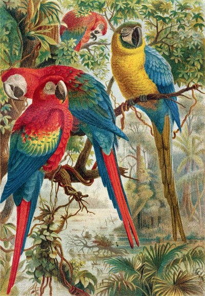 الببغاوات ، لوحة من Brehms Tierleben: Allgemeine Kunde des Tierreichs ، المجلد 5 ، ص 60 ، تم نشره بواسطة Bibliographisches Institut ، 1892 بواسطة المدرسة الألمانية
