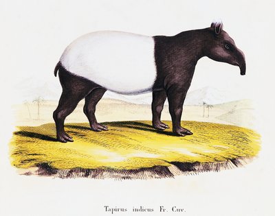 Malayan tapir (Tapirus indicus), from Mammals illustrated from Nature with descriptions, by Johann Christian Daniel von Schreber (1739-1810), engraving by A Fleischman after drawing by C Weber, volume 6-7, table 319-A, Germany بواسطة المدرسة الألمانية