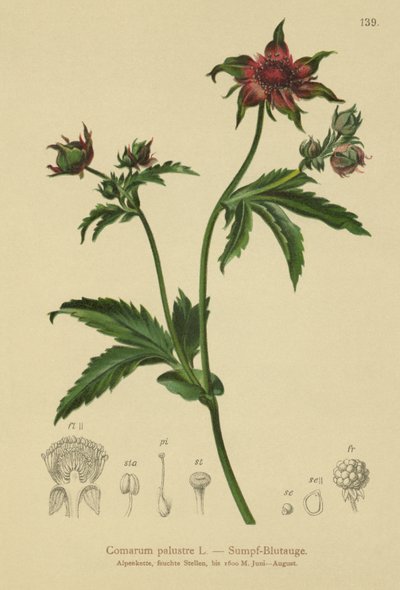 Marsh Cinquefoil (Comarum palustre ، Potentilla palustris) بواسطة المدرسة الألمانية
