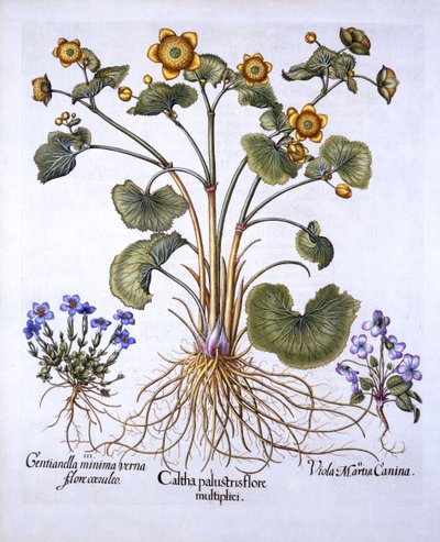 Marsh Marigold ، March Violet and Spring Gentian ، من Hortus Eystettensis ، بقلم Basil Besler (1561-1629) ، حانة. 1613 (نقش يدوي) بواسطة المدرسة الألمانية