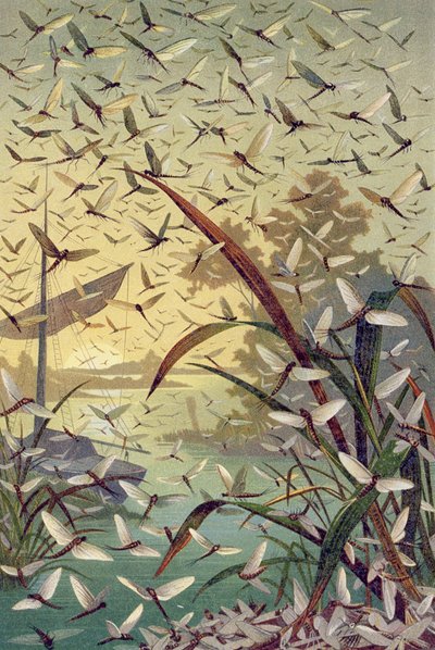 Mayfly ، لوحة من Brehms Tierleben: Allgemeine Kunde des Tierreichs ، المجلد 9 ، ص 546 ، تم نشره بواسطة Bibliographisches Institut ، 1892 بواسطة المدرسة الألمانية