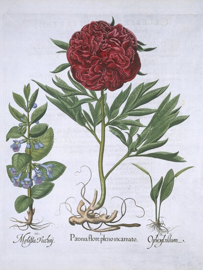 ميليسا ، بايوني و Odontoglossum ، من Hortus Eystettensis ، بقلم Basil Besler (1561-1629) حانة. 1613 (نقش يدوي) بواسطة المدرسة الألمانية