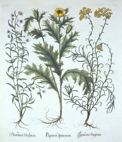 الخشخاش المكسيكي ، زهرة القش البحرية ، و Sneezewort ، من Hortus Eystettensis ، بقلم Basil Besler (1561-1629) حانة. 1613 (نقش يدوي) بواسطة المدرسة الألمانية