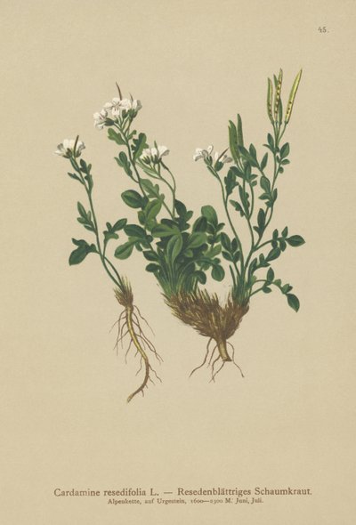Mignonette-Leaved Bitter-Cress (Cardamine resedifolia ، Arabis bellidioides ، Cardamine heterophylla) بواسطة المدرسة الألمانية