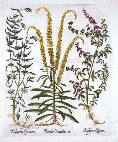 Mignonette ، Pennyroyal و Marsh Mint ، من Hortus Eystettensis ، بقلم Basil Besler (1561-1629) ، حانة. 1613 (نقش يدوي) بواسطة المدرسة الألمانية