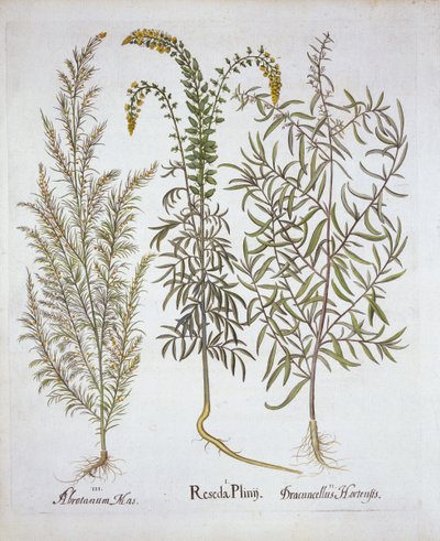 Mignonette ، Southernwood ، و Tarragon ، من Hortus Eystettensis ، بقلم باسل بيسلر (1561-1629) ، حانة. 1613 (نقش يدوي) بواسطة المدرسة الألمانية