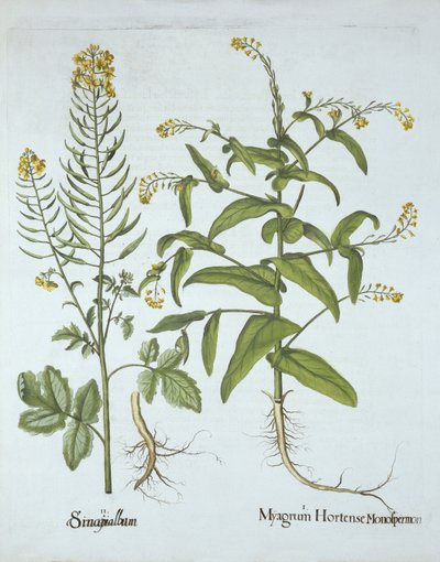 ميتري كريس والخردل الأبيض ، من Hortus Eystettensis ، بقلم باسل بيسلر (1561-1629) ، حانة. 1613 (نقش يدوي) بواسطة المدرسة الألمانية