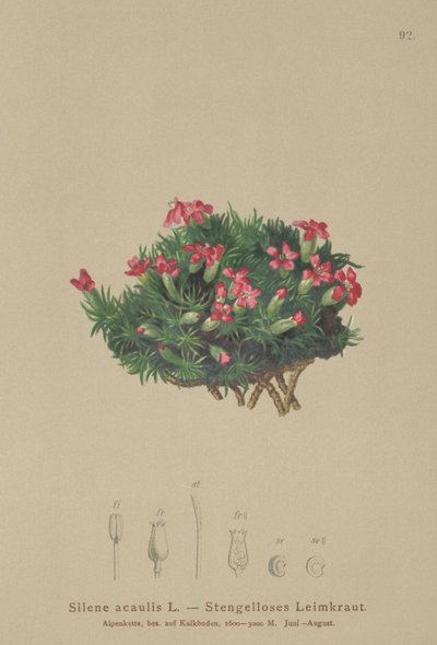 موس كامبيون (Silene acaulis) بواسطة المدرسة الألمانية