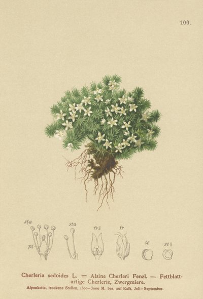 موسي سيفيل (Cherleria sedoides ، Minuartia sedoides ، Alsine Cherleri) بواسطة المدرسة الألمانية