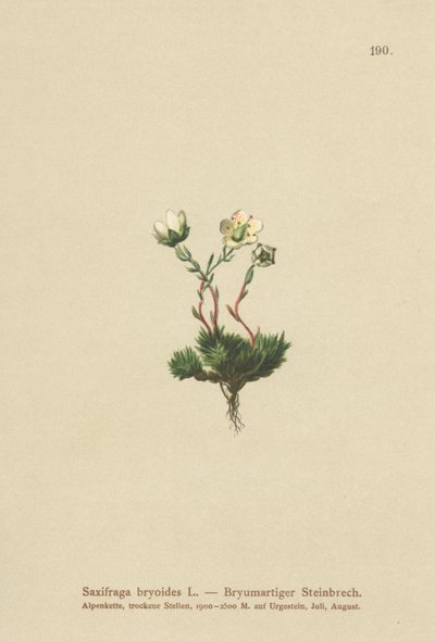 موسي Saxifrage (Saxifraga bryoides) بواسطة المدرسة الألمانية