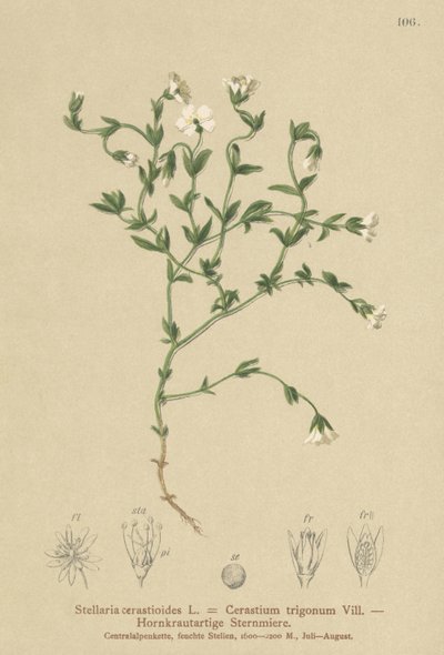 طحالب الجبل (Stellaria cerastioides ، مثلث الفلورا) بواسطة المدرسة الألمانية