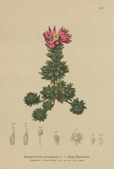 الجبل Houseleek (Sempervivum montanum) بواسطة المدرسة الألمانية