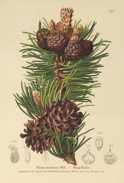 الصنوبر الجبلي (Pinus montana ، Pinus mugo) بواسطة المدرسة الألمانية