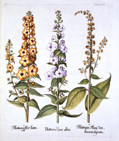 Mullein ، جنس Verbascum ، من Hortus Eystettensis ، بقلم Basil Besler (1561-1629) ، حانة. 1613 (نقش يدوي) بواسطة المدرسة الألمانية