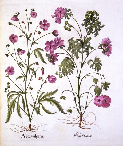 مسك مالو ، من Hortus Eystettensis ، بقلم Basil Besler (1561-1629) ، حانة. 1613 (نقش يدوي) بواسطة المدرسة الألمانية