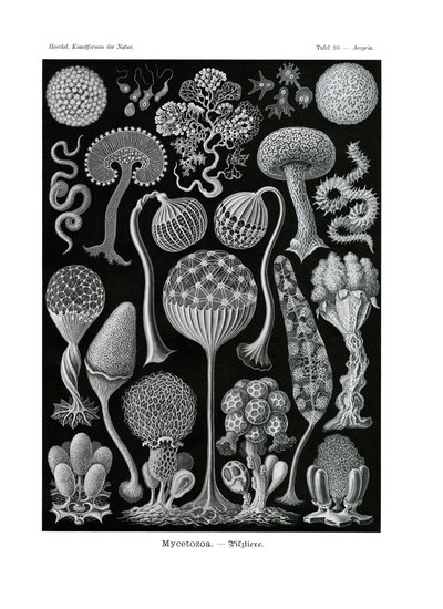 Mycetozoa ، 1899-1904 بواسطة المدرسة الألمانية