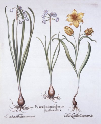Narcissus، Tulip and Summer Snowflake ، من Hortus Eystettensis ، بقلم باسل بيسلر (1561-1629) ، حانة. 1613 (نقش يدوي) بواسطة المدرسة الألمانية