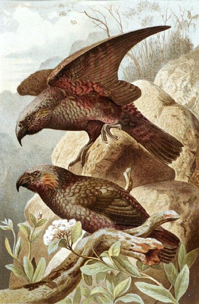 ببغاء نيستور ، لوحة من "Brehms Tierleben: Allgemeine Kunde des Tierreichs" ، المجلد 5 ، الصفحة 382 ، نشره Bibliographisches Institut بواسطة المدرسة الألمانية