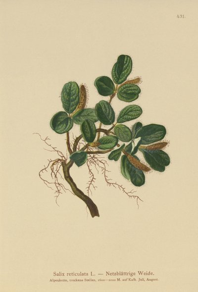 صفصاف الأوراق (Salix reticulata) بواسطة المدرسة الألمانية
