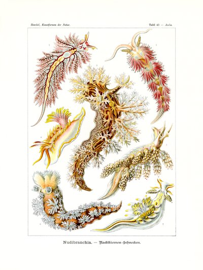 Nudibranchia ، 1899-1904 بواسطة المدرسة الألمانية