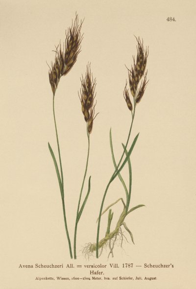 عشب الشوفان (Avena Scheuchzeri ، Avena versicolor ، Avena alpina) بواسطة المدرسة الألمانية
