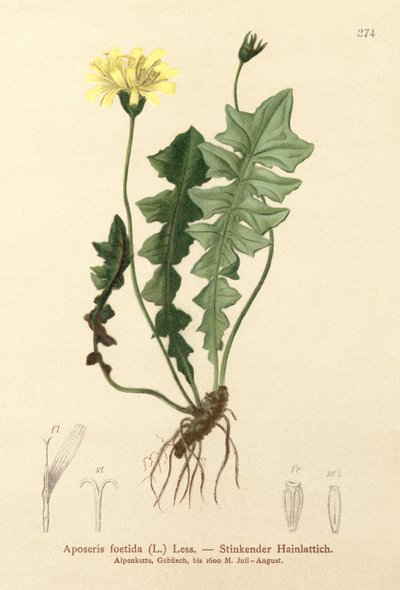 سلطة الخنزير الرائحة (Aposeris foetida) بواسطة المدرسة الألمانية