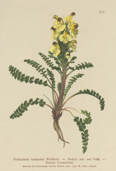 Oeders Lousewort (Pedicularis versicolor ، Pedicularis Oederi) بواسطة المدرسة الألمانية