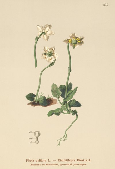 زهرة شتوية واحدة مزهرة (Pirola uniflora ، Pyrola uniflora ، Moneses uniflora ، Monesis uniflora) بواسطة المدرسة الألمانية