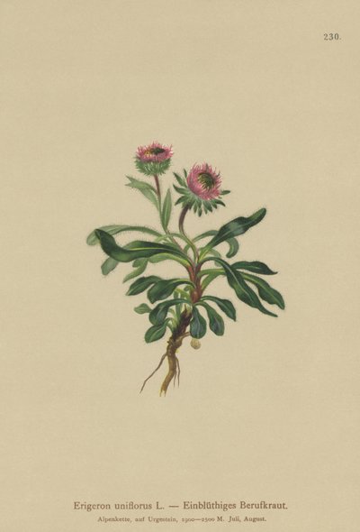 Oneflower Fleabane (Erigeron uniflorus) بواسطة المدرسة الألمانية