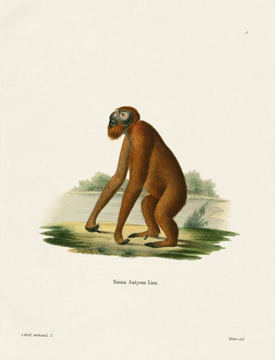 Orang-Outang (نقش ملون) بواسطة المدرسة الألمانية