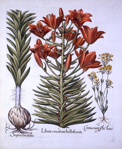 زنبق برتقالي مع لمبات ومصابيح ، في وقت متأخر من بلومستوريا المزهرة ، من Hortus Eystettensis ، بقلم Basil Besler (1561-1629) ، حانة. 1613 (نقش يدوي) بواسطة المدرسة الألمانية