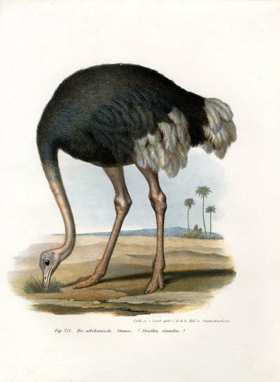 النعامة ، 1864 بواسطة المدرسة الألمانية