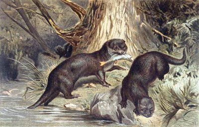 قضاعة ، لوحة من "Brehm's Animal Life: General Knowledge of the Animal Kingdom" ، المجلد 1 ، ص 670 ، نشره المعهد الببليوغرافي بواسطة المدرسة الألمانية