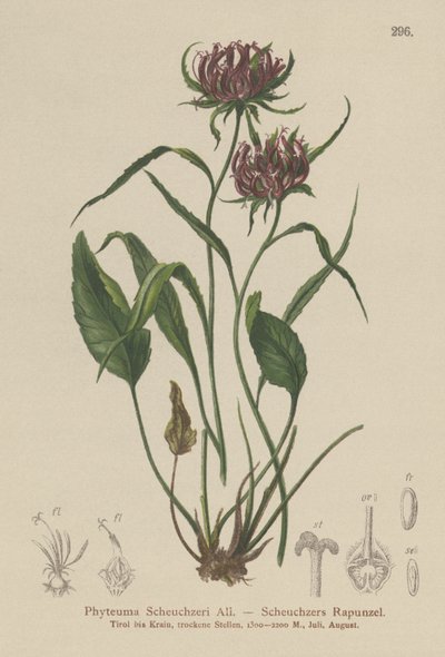 Oxford Rampion (Phyteuma Scheuchzeri) بواسطة المدرسة الألمانية