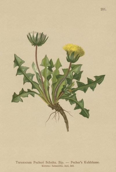 الهندباء Pacheris (Taraxacum Pacheri) بواسطة المدرسة الألمانية