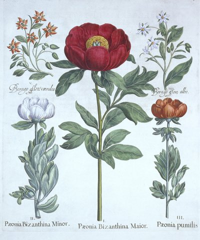 Paeonies and Borage ، من Hortus Eystettensis ، بقلم باسل بيسلر (1561-1629) ، حانة. 1613 (نقش يدوي) بواسطة المدرسة الألمانية