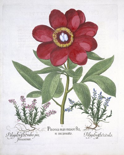 Paeony واثنين من المضلعات ، من Hortus Eystettensis ، بقلم Basil Besler (1561-1629) حانة. 1613 (نقش يدوي) بواسطة المدرسة الألمانية