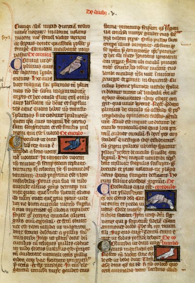 Page from De Natura Rerum on birds, by Albertus Magnus (circa 1200-1280) بواسطة المدرسة الألمانية