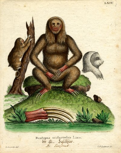 Pale-throated Sloth (coloured engraving) بواسطة المدرسة الألمانية