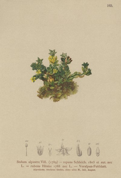 شاحب Stonecrop (Sedum alpestre ، أخضر يزحف أحمر أخضر) بواسطة المدرسة الألمانية