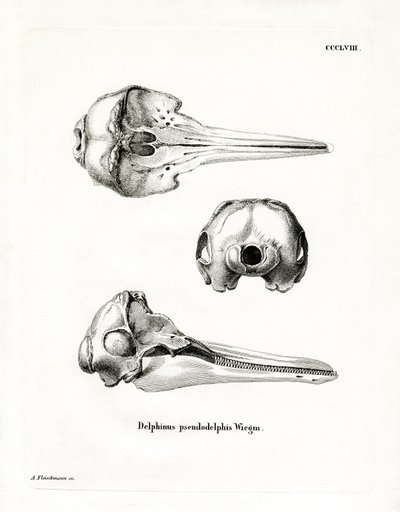 Pantropical Spotted Dolphin Skull (coloured engraving) بواسطة المدرسة الألمانية