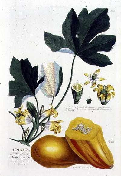 بابايا ، نقشها يوهان جاكوب هايد (1704-67) ، اللوحة 7 من كتاب نباتي ، حانة. بواسطة Augustus Vind (نقش ملون) بواسطة المدرسة الألمانية