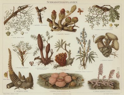 Parasitic plants (colour litho) بواسطة المدرسة الألمانية