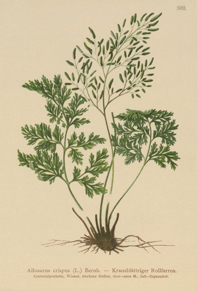 بقدونس فيرن (Allosurus crispus ، Cryptogramma crispa ، Osmunda crispa ، Allosorus crispus) بواسطة المدرسة الألمانية