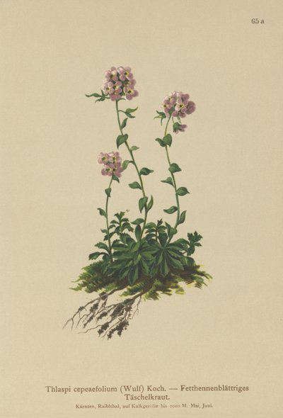 Pennycress (Thlaspi cepeaefolium) بواسطة المدرسة الألمانية