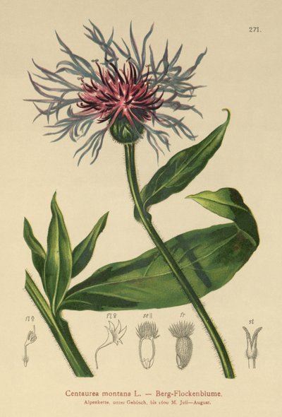 زهرة الذرة المعمرة (Centaurea montana) بواسطة المدرسة الألمانية